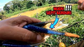 mancing udang galah  Ini baru jenggo wms248 [upl. by Aerdnahs258]