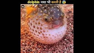 आखिर dolphin ऐसा कैसे कर सकती है  After all how can a dolphin do this shorts trending viral [upl. by Dnallor744]