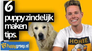 6 Puppy Zindelijk Maken Tips voor de Snelste Resultaten Puppy Zindelijkheidstraining [upl. by Wappes]