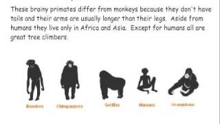 Primate Classification [upl. by Asimaj496]