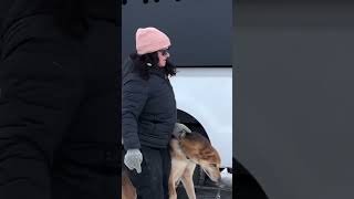 PETA Shows Up at The Start of The Iditarod Races shortsyoutube [upl. by Akinot635]