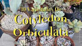 10 Variedades De Cotyledon Orbiculata [upl. by Enellek]