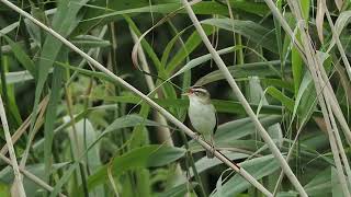 Sedge Warbler at Lakenheath Feb July 2024 [upl. by Nnalorac129]