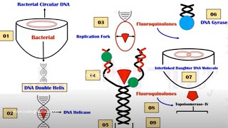 Quinolones  Mechanism of Action  Quinolone  DNA Gyrase Inhibitors  Hindi  Urdu  Animation [upl. by Naginnarb674]