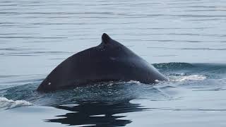 Humpback whale Megaptera novaeangliae encounter Iceland [upl. by Scholz816]