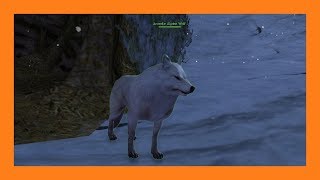 Guild Wars 2  Alpine Wolf Pet Locations [upl. by Fellows]