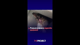 Possum enjoys vegemite sandwich [upl. by Scrogan441]