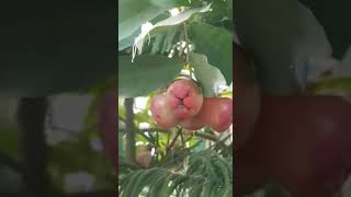 macopa fruit I remember this when I was young another satisfyingvideo [upl. by Aloisia134]