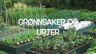 8 GRØNNSAKER OG URTER Blomsterkroken Hagesenter AS Internkurs [upl. by Brenden]