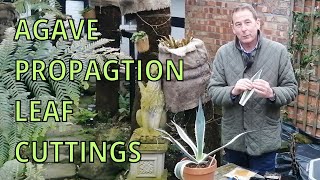 Agave Americana Variegata  Propagation by Leaf Cuttings  GARDENING HINTS AND TIPS VARIAGATED AGAVE [upl. by Jasik]