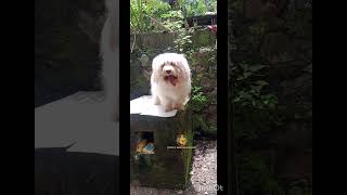 🥰 Bella ❤️ Lhasa Apso  Hair Cutting  Short video  Home Grooming ✂️🐕❤️ [upl. by Nylodnew]