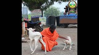 Savitanandnath Swamiji cow [upl. by Landry150]