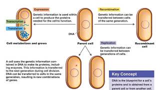 Chapter 8 Microbial Genetics [upl. by Luttrell124]