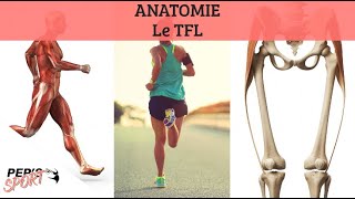 ANATOMIE  Le TFL ou Tenseur du fascia lata [upl. by Weyermann594]