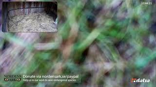 Live from Nordens Ark Amur tiger cubs and mother [upl. by Pearlman456]