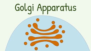 Golgi Apparatus [upl. by Nosnej235]