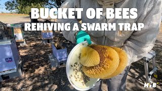 Rehoming a Bucket of Bees from a Swarm Trap [upl. by Yonita]