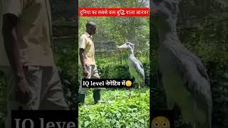 दुनिया का सबसे मूर्ख जानवर  shoebill [upl. by Amatruda807]