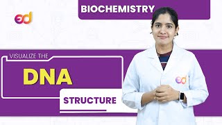 DNA  Structure  Biochemistry  BDS [upl. by Lorusso151]