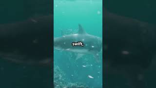 The Great White Shark Apex Predator wildlife animalsuperpowers animals apexpredators [upl. by Resarf]