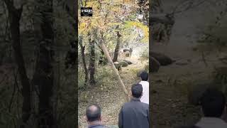 Bear area in Gulmarg beargrylls film story movie discoverychannel manvswildinhindi viralvideo [upl. by Carri]