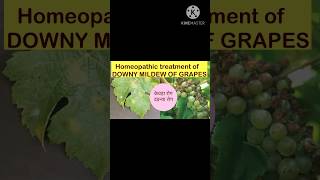 अंगूर में downymildew का इलाज homeopathy सेagrohomeopathy homeogardeningagro [upl. by Deden232]