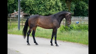 Somersby Armitages Boy x Indoctro  Mare 2018 [upl. by Delgado934]