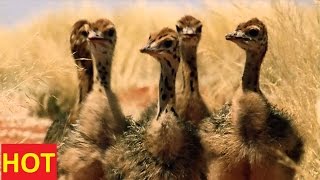 National Geographic Documentary Animals  Ostrich SD Discovery Channel [upl. by Eibbor]