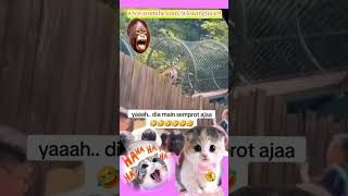 KUCING BESAR INI DIJADIKAN TONTONAN MALAH BEGINI kucingoren kucinglucu funnypets harimau [upl. by Adamson]