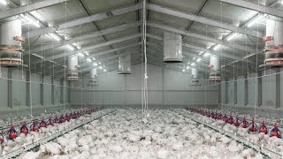 78ha Magaliesburg Poultry Farm For Sale27 [upl. by Analrahc]