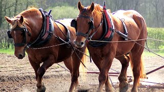 Ploughing with Suffolk Punch horses horses [upl. by Suiramaj]