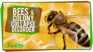 Whats Happening to Honey Bees [upl. by Kire]