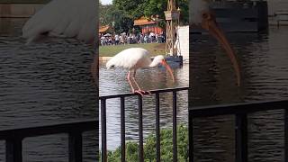 White Ibis at EPCOT shorts shortsvideo epcot birds animals waltdisneyworld orlando florida [upl. by Nosyt]