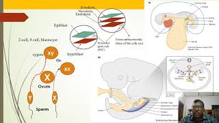 Primordial Germ Cells PGCs Production And Migration [upl. by Nnaasil]