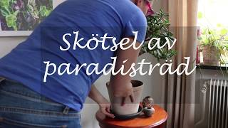 Skötsel av paradisträd [upl. by Ymrej]