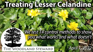 Treating Lesser Celandine We test 14 control methods to show what works and what doesnt [upl. by Bertle]