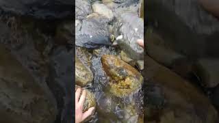 Nuevo video buscando mucho ORO GOLD NUGGETS [upl. by Adnohsal]