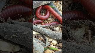 The Shocking Truth About Baby Millipede Care You Need to Know 5 [upl. by Claudy225]