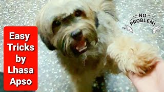 My Stubborn Lhasa Apso Doing Tricks  Dog Training  Good Student 👍😍😀🐶 [upl. by Ecaroh]