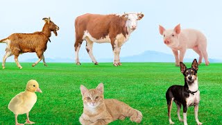 Adorable Pets  Chicken Dog Cat Rabbit Fish Goat  Animal Sounds [upl. by Stuart]