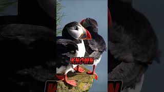 PUFFIN BIRD FACTS INTERESTING [upl. by Sumer223]