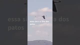 que tarde abençoada com uma imagem dessa uma ilha cheia de patos [upl. by Anitroc]