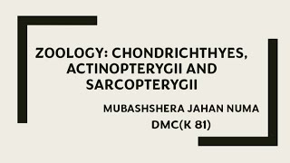 ZOOLOGY CHONDRICHTHYES ACTINOPTERYGII AND SARCOPTERYGII zoology animalclassification hsc bd [upl. by Aicekal]