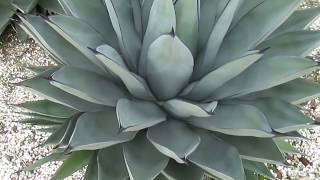 AGAVE GALLERY Sharkskin Agave Agave nigra Very cold hardy [upl. by Angelia]