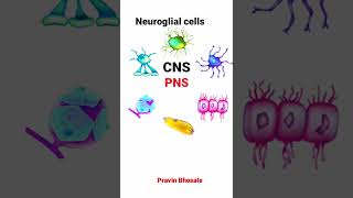 Neuroglial cells [upl. by Marcelline19]