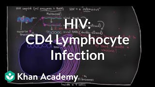 How HIV infects us CD4 Thelper lymphocyte infection  NCLEXRN  Khan Academy [upl. by Vasiliki473]