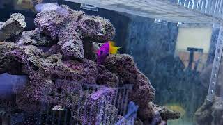 Fishotel Order Longnose Hawkfish into wrasse tank [upl. by Leede]