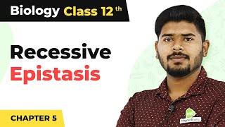 Recessive Epistasis  Principles of Inheritance and Variation  Class 12 202223 [upl. by Tewfik]