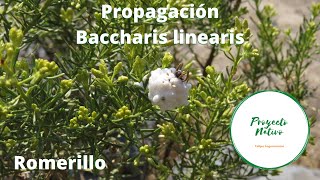 Proyecto Nativo Propagación romerillo Baccharis linearis [upl. by Anihsit]