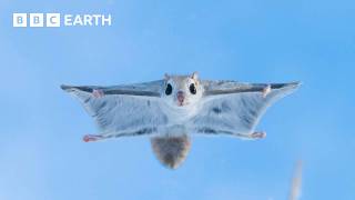 Baby Flying Squirrel Takes Flight for the First Time  Mammals  BBC Earth [upl. by Lisabeth]